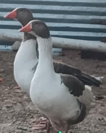 Ön Sipariş kategorisi için resim
