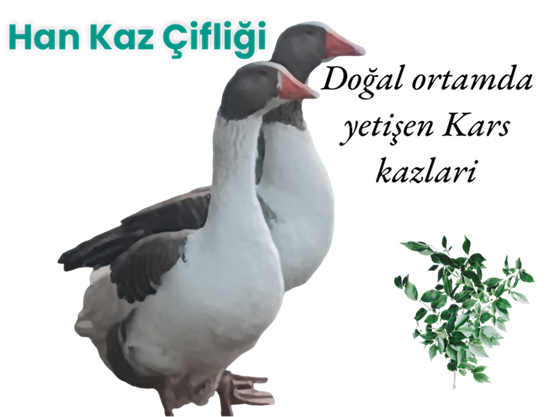 Han Kaz çiftliği KARS